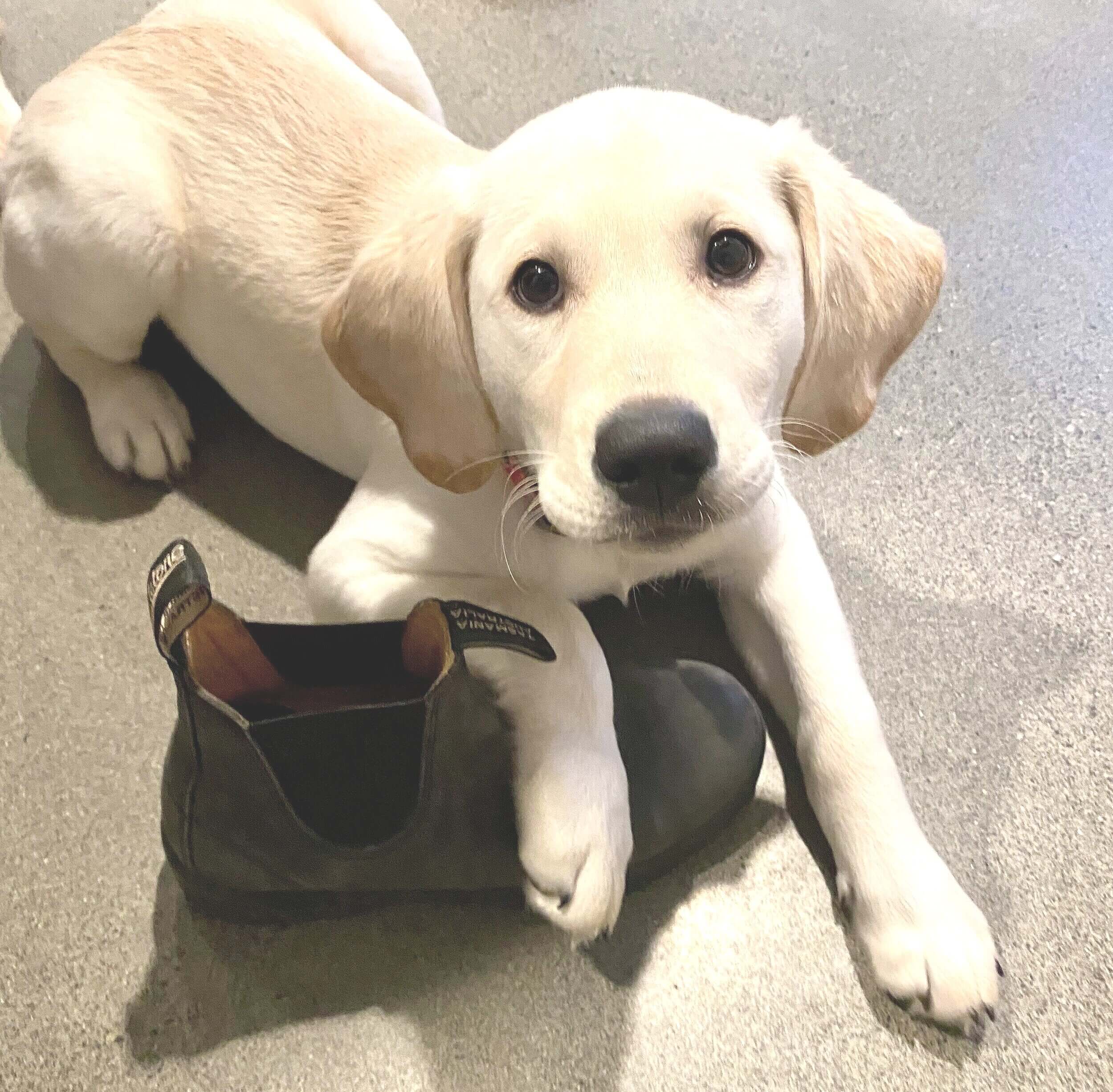 question-how-do-i-get-my-puppy-to-stop-chewing-on-shoes-dog