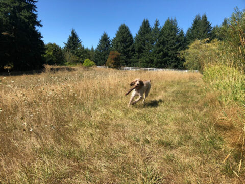 dog_running_with_stick_in_field_1024 dog running with stick in field 1024